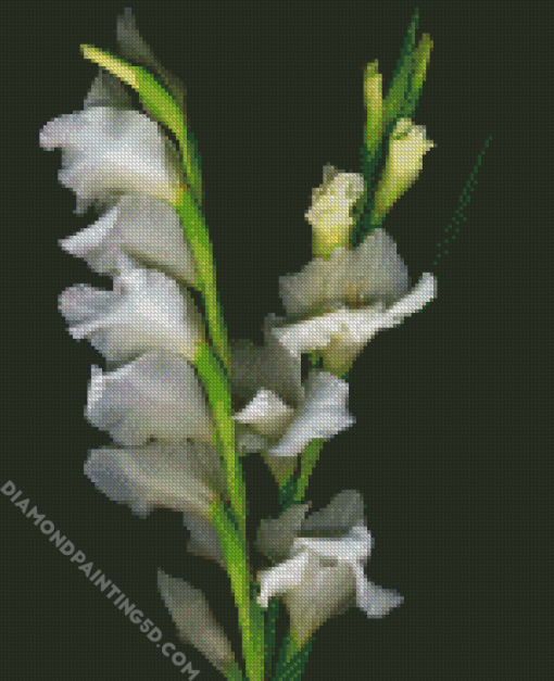 Beautiful White Gladiola Diamond Paintings