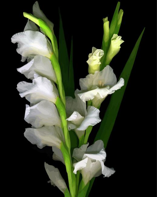 Beautiful White Gladiola Diamond Paintings