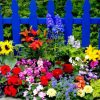 Blue Fence And Colorful Flowers Diamond Paintings