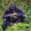 Bonobo Monkey Eating Diamond Paintings