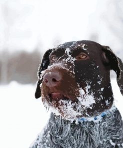 Brown Wire Hair Dog In Snow Diamond Paintings