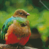 Brown Head Quetzal Diamond Paintings