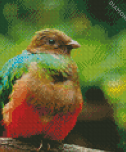 Brown Head Quetzal Diamond Paintings