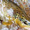 Brown Trout Fish In Water Diamond Paintings