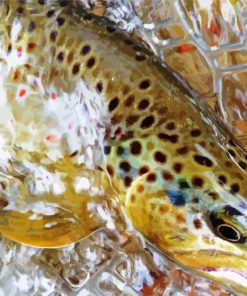 Brown Trout Fish In Water Diamond Paintings