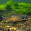 Brown Trout Underwater Diamond Paintings