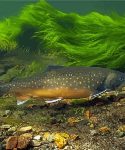 Brown Trout Underwater Diamond Paintings