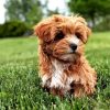 Brown Yorkiepoo In A Garden Diamond Paintings