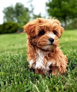 Brown Yorkiepoo In A Garden Diamond Paintings