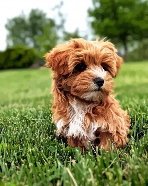 Brown Yorkiepoo In A Garden Diamond Paintings