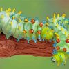 Caterpillar Insect Diamond Paintings