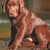 Chocolate Labrador Dog Diamond Paintings