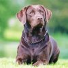 Chocolate Labrador Diamond Paintings