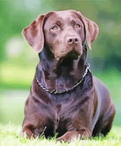 Chocolate Labrador Diamond Paintings