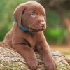 Chocolate Labrador Puppy Diamond Paintings