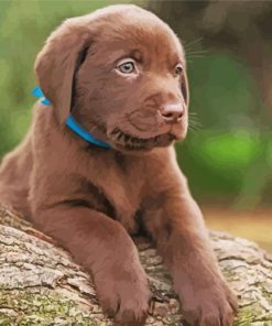 Chocolate Labrador Puppy Diamond Paintings