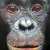 Close Up Bonobo Face Diamond Paintings