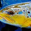 Close Up Brown Trout Fish Diamond Paintings