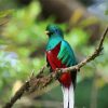 Colorful Quetzal Bird Diamond Paintings