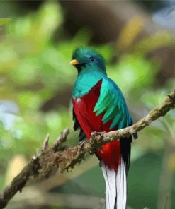 Colorful Quetzal Bird Diamond Paintings