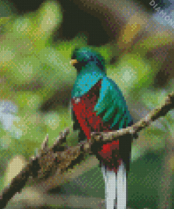 Colorful Quetzal Bird Diamond Paintings