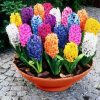 Colorful Hyacinth Diamond Paintings