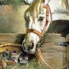 Cute Cats And Horse Art Diamond Paintings