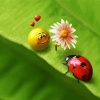 Cute Ladybeetle Diamond Paintings