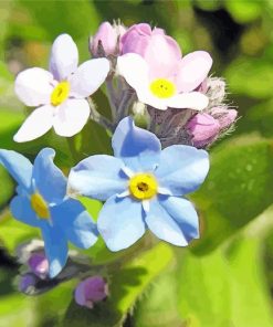 Forget Me Not Flowers Diamond Paintings