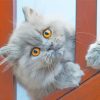 Grey Persian Cat Diamond Paintings