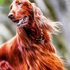 Irish Setter Dog Diamond Paintings