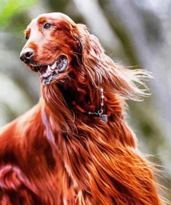 Irish Setter Dog Diamond Paintings