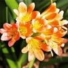 Orange Freesia Diamond Paintings