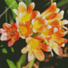 Orange Freesia Diamond Paintings