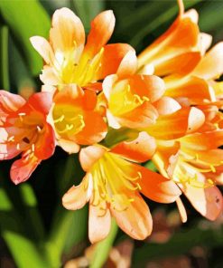 Orange Freesia Diamond Paintings