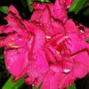 Pink Flowers Oleander Diamond Paintings