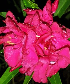 Pink Flowers Oleander Diamond Paintings