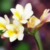 White Freesia Diamond Paintings