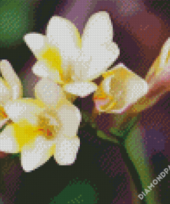 White Freesia Diamond Paintings