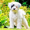 White Tibetan Terrier In Garden Diamond Paintings