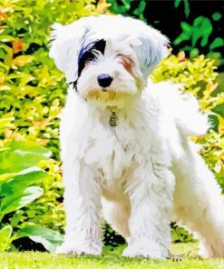 White Tibetan Terrier In Garden Diamond Paintings