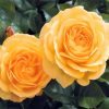 Yellow Floribundas Diamond Paintings