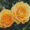 Yellow Floribundas Diamond Paintings