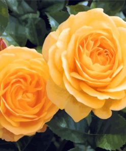 Yellow Floribundas Diamond Paintings