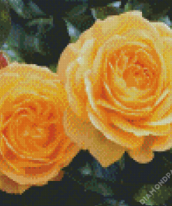 Yellow Floribundas Diamond Paintings