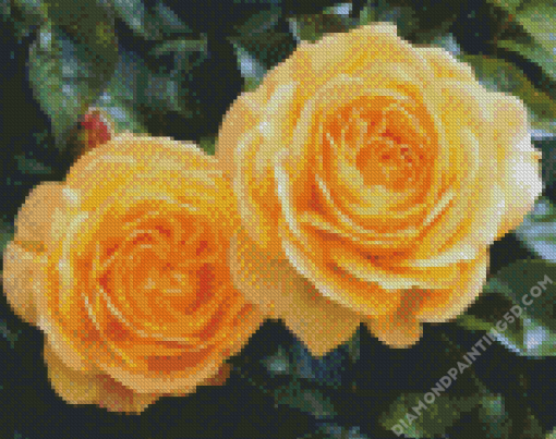 Yellow Floribundas Diamond Paintings