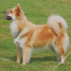 Icelandic Sheepdog Animal Pet Diamond Paintings