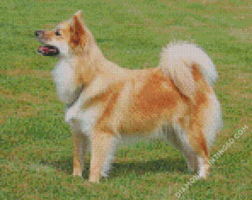 Icelandic Sheepdog Animal Pet Diamond Paintings