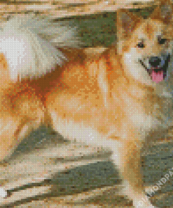 Icelandic Sheepdog Pet Diamond Paintings