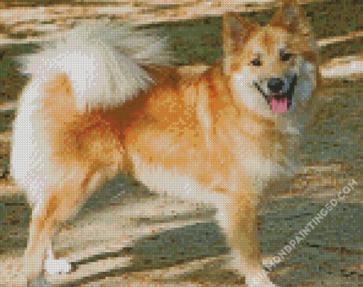 Icelandic Sheepdog Pet Diamond Paintings